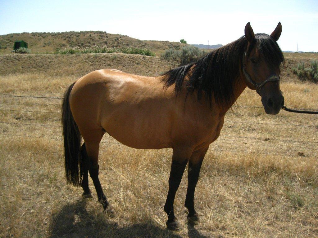 Powder River Horses Blue Roan Quarter Horse Powder River Valentine Pedigree